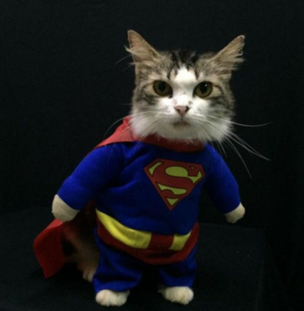 Baju kucing dengan motif pahlawan super